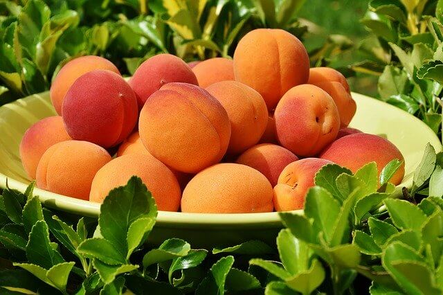 Information About Apricot Fruit - Characteristics, Growth Conditions, Types, Cultivated Forms