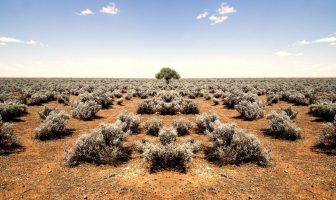 Which plants live on deserts?