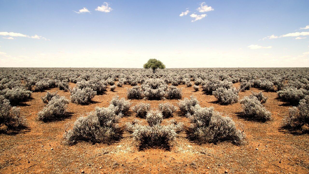 Which plants live on deserts?