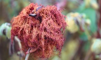 Gall Wasp Definition - Gall Wasp and Oak Tree Relationship