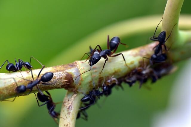 The Body Structure Of Ants - What is the Anatomy, Body Structure, Parts of Ants?