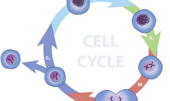 Definition of Cell Cycle - What is a cell cycle short definition?