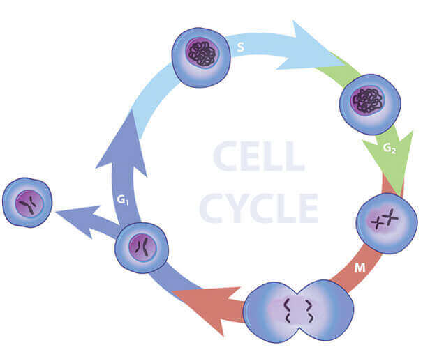 Definition of Cell Cycle - What is a cell cycle short definition?