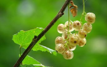 Gooseberry Plant Facts - Gooseberry Fruit, Growing, Planting Facts