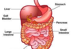 How are the parts of the digestive system arranged?