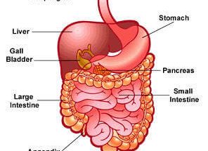 How are the parts of the digestive system arranged?