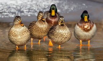 10 Characteristics Of Ducks - What are Ducks Known For?