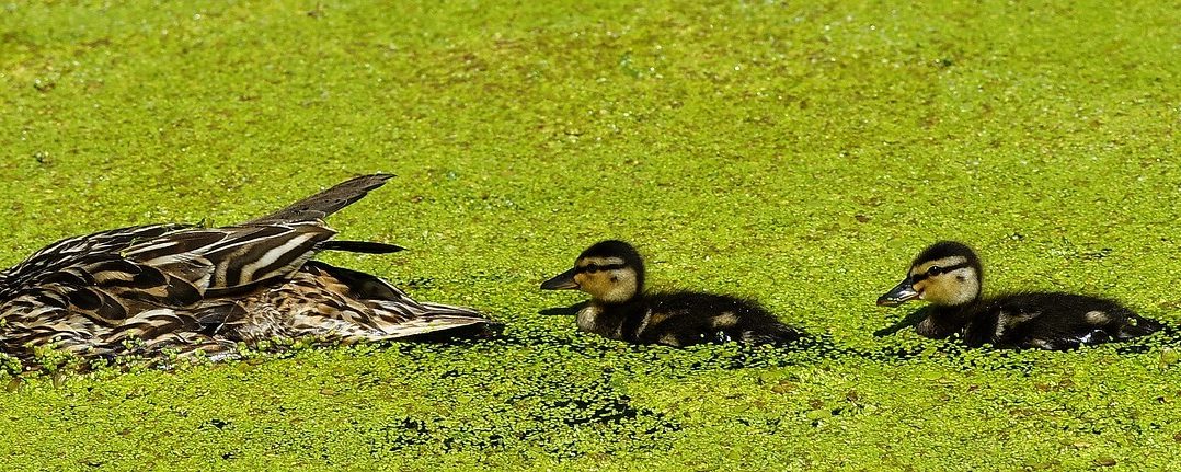 10 Characteristics Of Ducks - What are Ducks Known For?