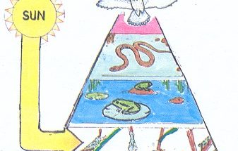 How is an energy pyramid like a food chain?