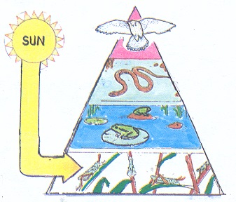 How is an energy pyramid like a food chain?