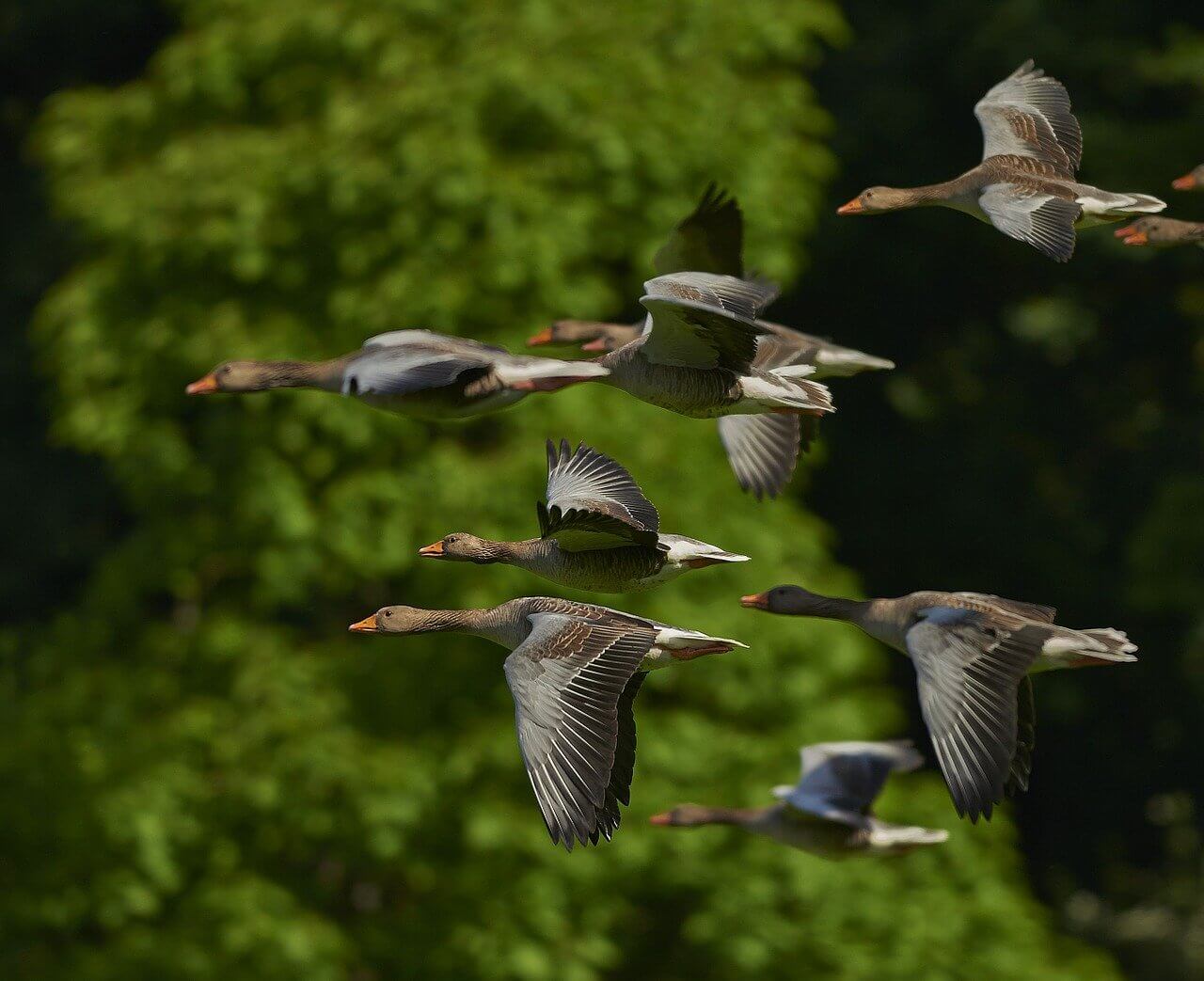 Goose : Behavior, Description and Distribution, Life Cycle, Migration and Navigation