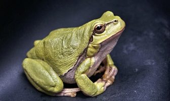 Characteristics Of Frogs - Behavior and Breeding