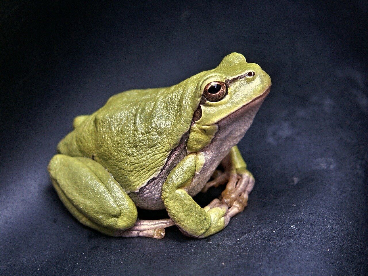 Characteristics Of Frogs - Behavior and Breeding