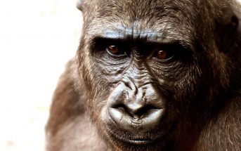 Information About Gorillas - How do gorillas live, features of them