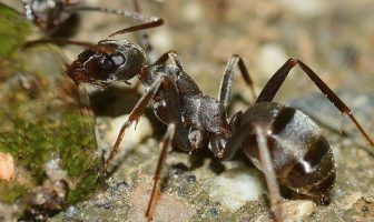 The Body Structure Of Ants - What is the Anatomy, Body Structure, Parts of Ants?