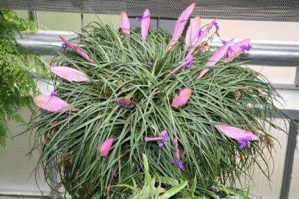 Bromeliad Tillandsia Lindenii Flower Care Instructions