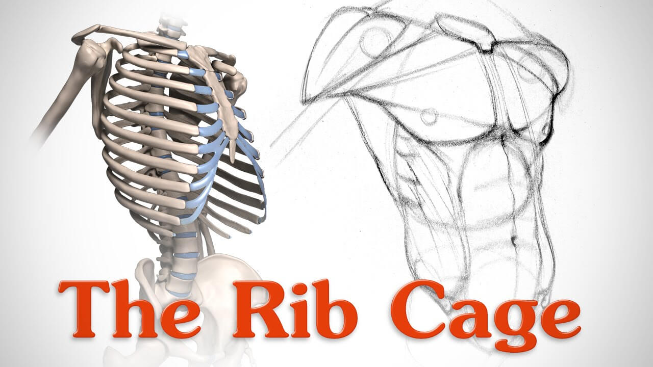 What are the Functions of Rib Cage? Information About Rib Cage