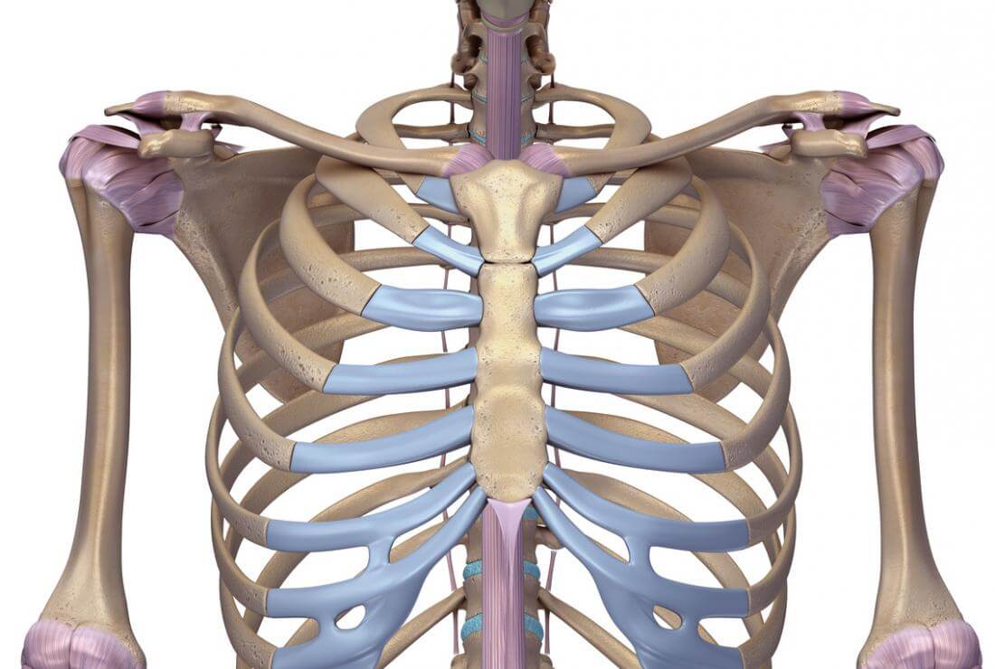 What are the Functions of Rib Cage? Information About Rib Cage