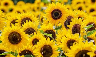 Information On Sunflowers - Where do they grow, description, types of sunflowers