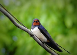 Information On Swallows – What is a swallow bird look like?