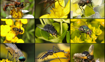 Pollination By Flies - How do Flies Pollinate?