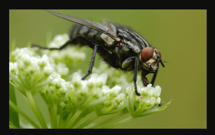 Pollination By Flies - How do Flies Pollinate?
