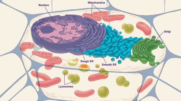 Structure of Animal Cell – Functions Of Animal Cell Components