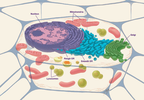 A diagram of an animal cell