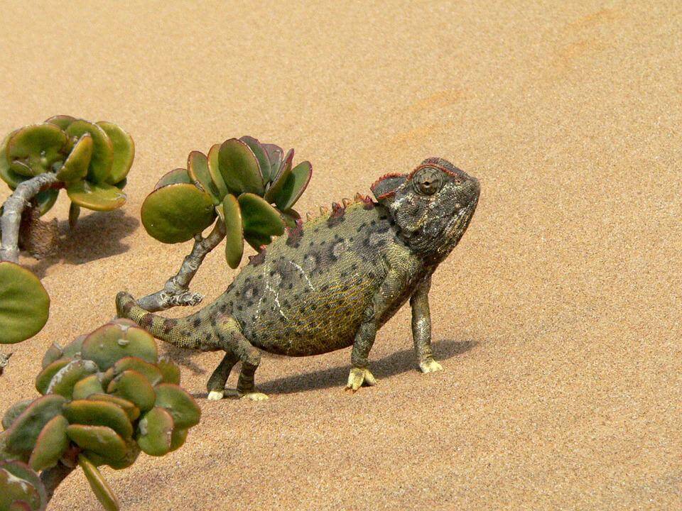 Desert Reptile