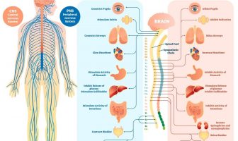 10 Characteristics Of Nervous System - What is the Nervous System?