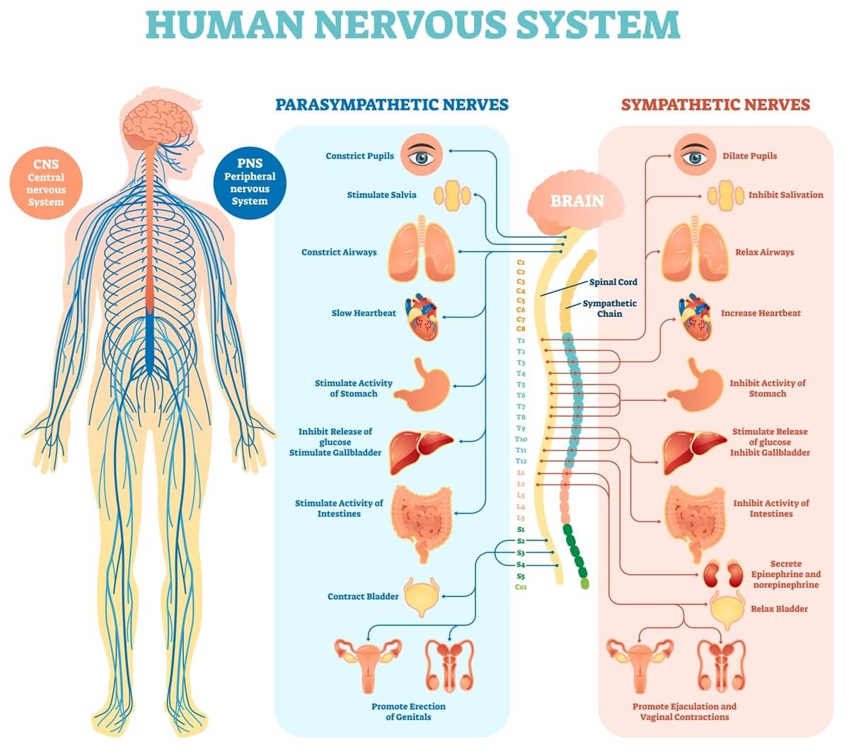 10 Characteristics Of Nervous System - What is the Nervous System?