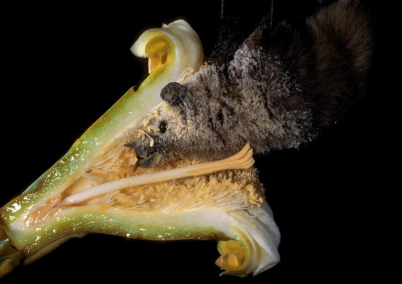 Pollination by Bats