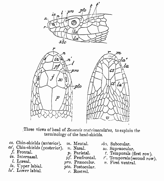 A line diagram from The Fauna of British India by G. A. Boulenger (1890), illustrating the terminology of shields on the head of a snake