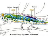 Information About Respiration System Of Insects