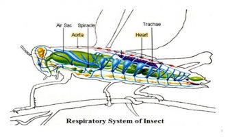 Respiration System Of Insects