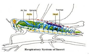 Respiration System Of Insects