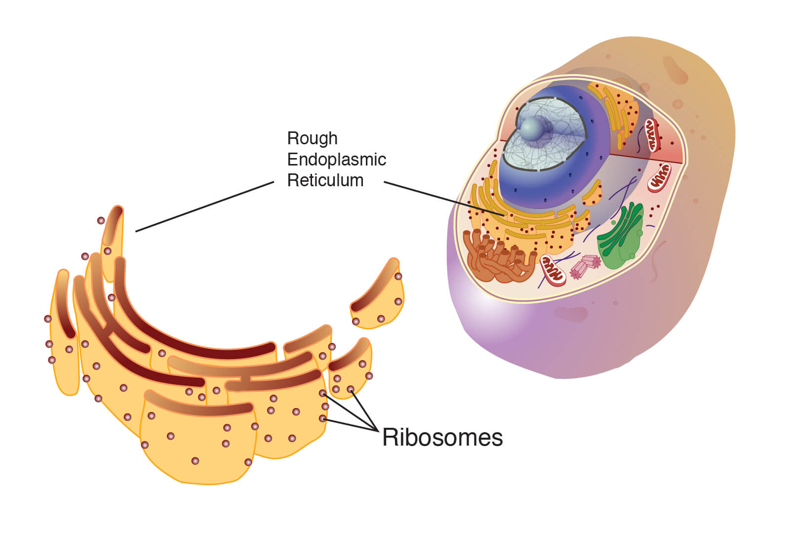 10 Characteristics Of Ribosomes - What is the Function of Ribosomes?