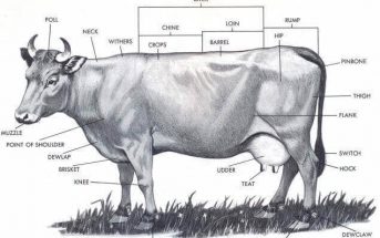 Anatomy and Physiology of Cattle (Digestive System and External Anatomy)