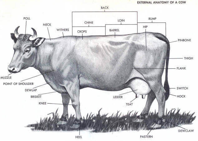 Anatomy and Physiology of Cattle (Digestive System and External Anatomy)