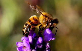 How do Bees and Wasps Pollinate?