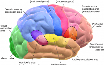 Brain Parts and Their Functions