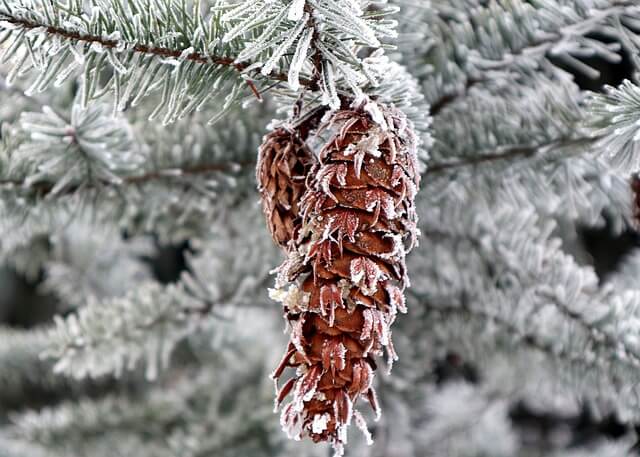 Information About Douglas Fir - What does douglas fir plant look like?