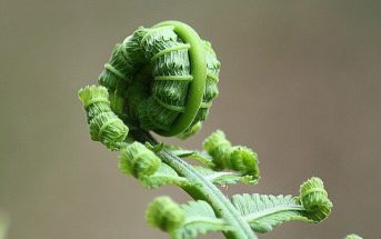 History of Fern Plant - What is the origin and history of fern plant?