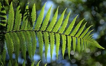 History of Fern Plant - What is the origin and history of fern plant?