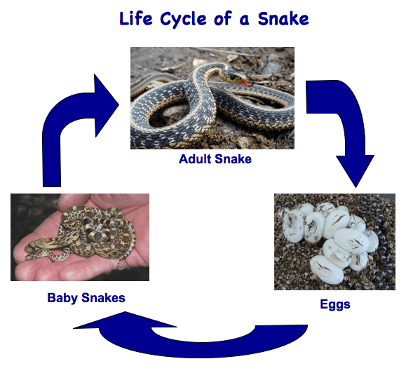 Life Cycle Of Snakes