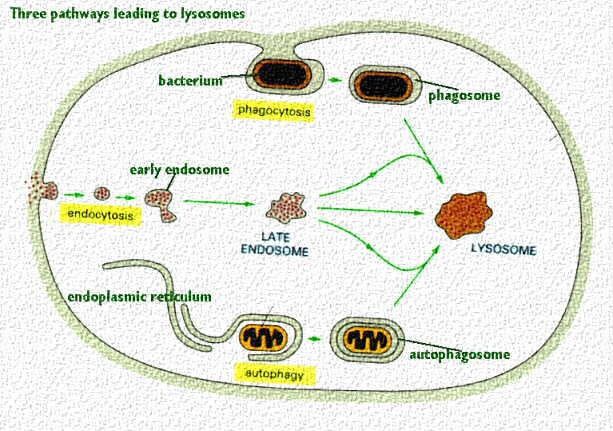 10 Characteristics Of Lysosomes