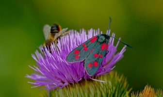 Do Moths Pollinate? Pollination by Moths and Butterflies