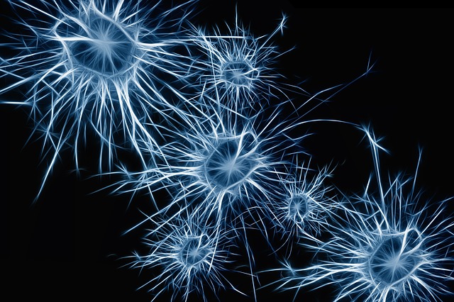 10 Characteristics Of Neurons (Nerve Cells) and Nervous System