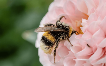 What Is Pollination? Pollination Types