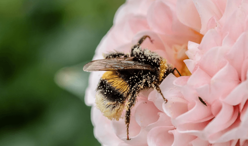 What Is Pollination? Pollination Types